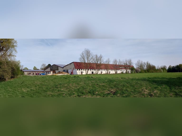 Freie Boxen  in Neu-Ulm Ludwigsfeld