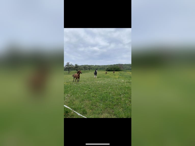 Freie Paddockboxen auf der Wide Field Ranch in Breitenfeld zu vergeben 