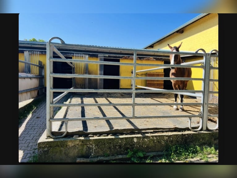 Freie Selbstversorger Paddockbox