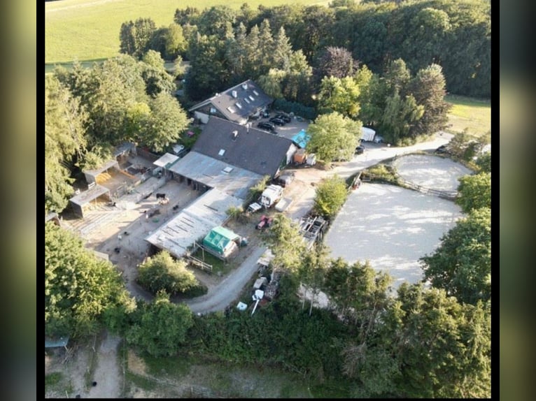 Große Paddockbox mit eigenem Abgang zur Wiese 