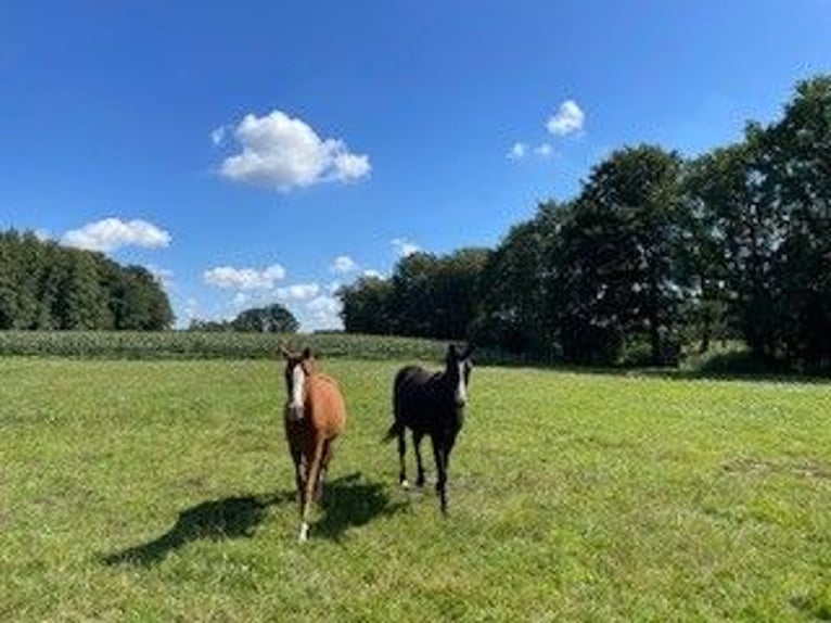 Große Paddockbox mit ganzjährig Weide für Pony/Kleinpferd: Renter/Reha/Jung
