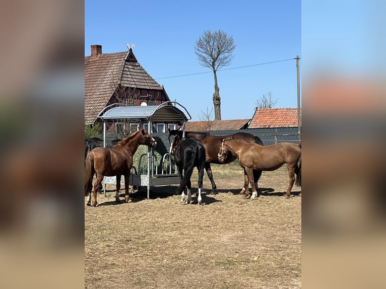 harmonischer Freizeitstall hat Plätze frei aktuell auch einen im Offenstall 