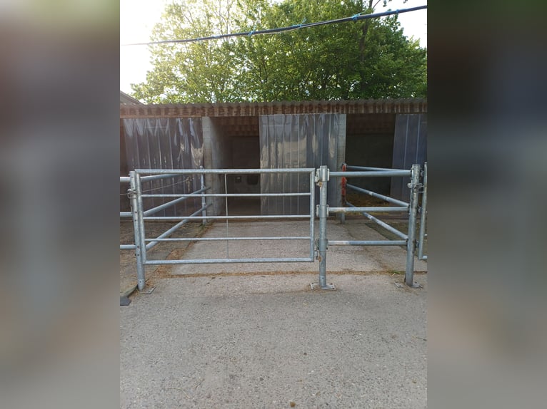 🐴 Kochane boksy na padoku dostępne w Dinslaken Oberlohberg