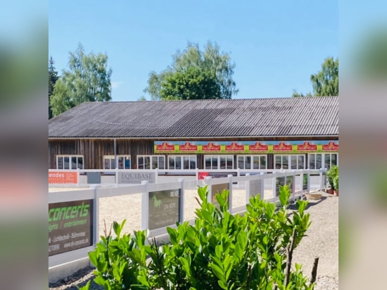 Na naszej pięknej stadninie dostępna jest obecnie wolna paddockówka z pełnym wyżywieniem!