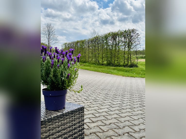 Na naszej pięknej stadninie dostępna jest obecnie wolna paddockówka z pełnym wyżywieniem!