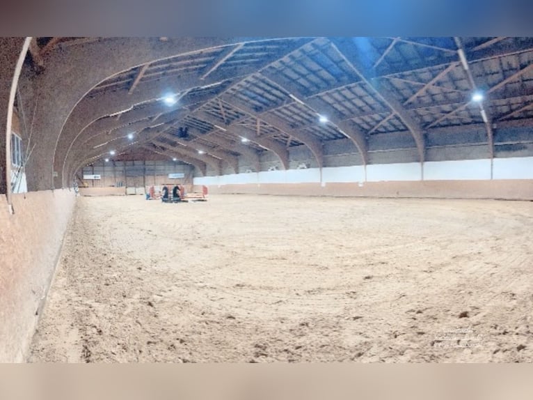 Na naszej pięknej stadninie dostępna jest obecnie wolna paddockówka z pełnym wyżywieniem!