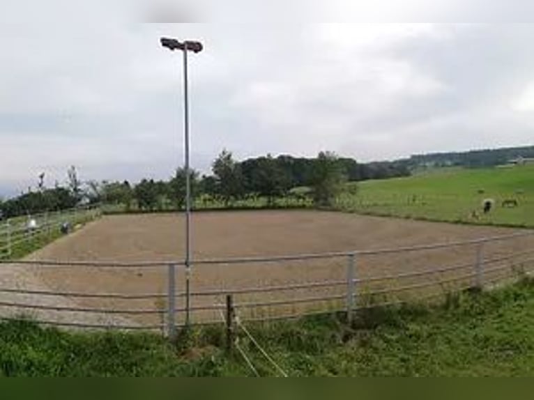 Neu gebaute Auslaufboxen zu vermieten