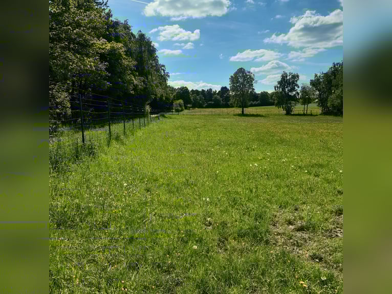 od wiosny 2026 / dostępna 1 boksa paddockowego