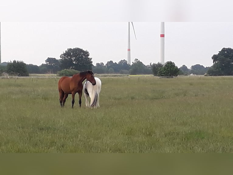 Paddock- / box na wybiegu
