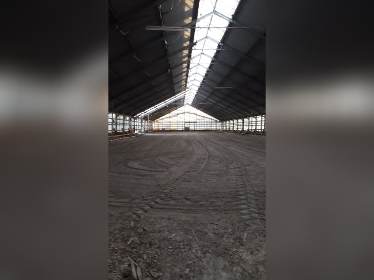 Paddock-/Laufbox