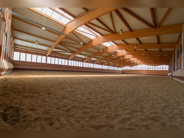 Paddockbox auf großer Reitanlage mit top Trainingsbedingungen