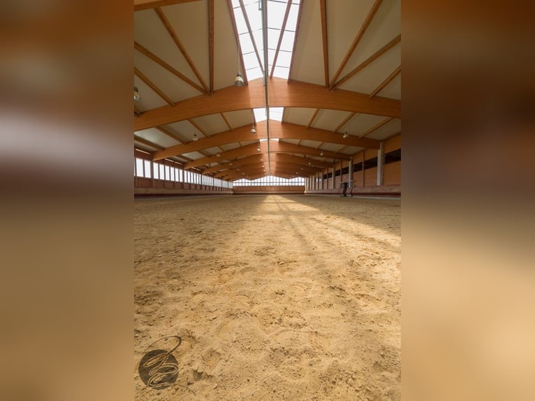 Paddockbox auf großer Reitanlage mit top Trainingsbedingungen