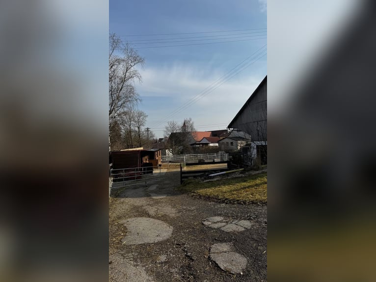 Paddockbox in Vollpension frei!