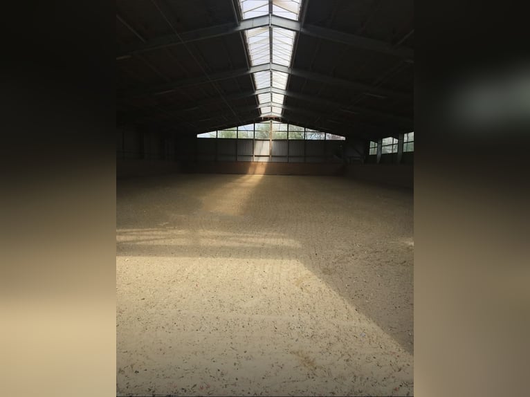 Paddockbox in Vollpension 