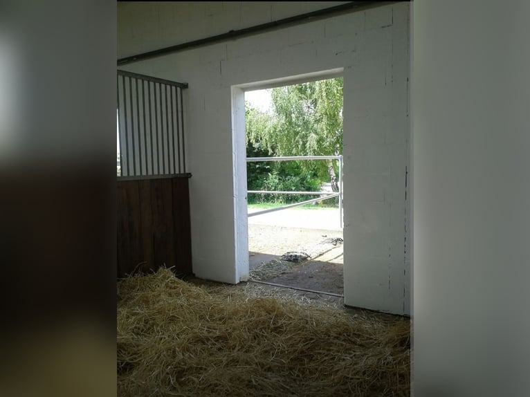 Paddockbox in Vollpension 