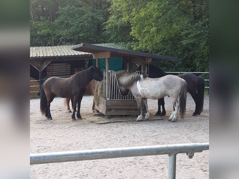 Paddockbox/Innenbox/Weidegang
