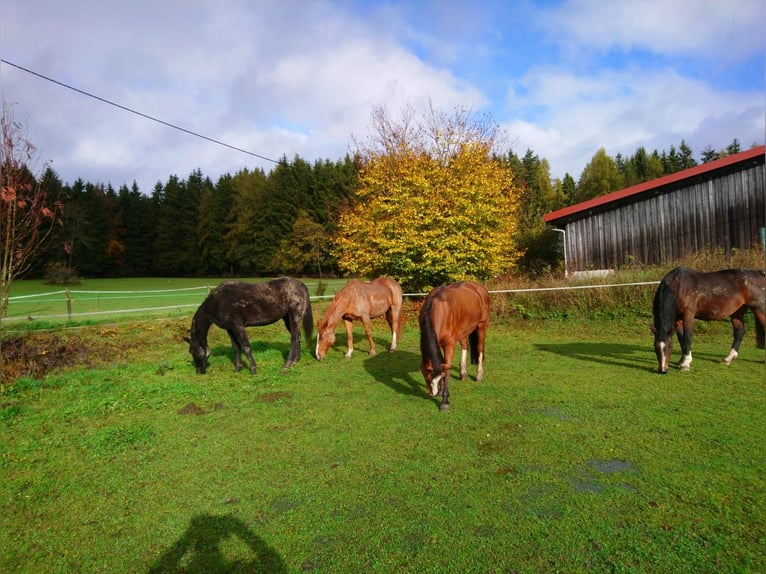 Pferdepension für einen Wallach frei