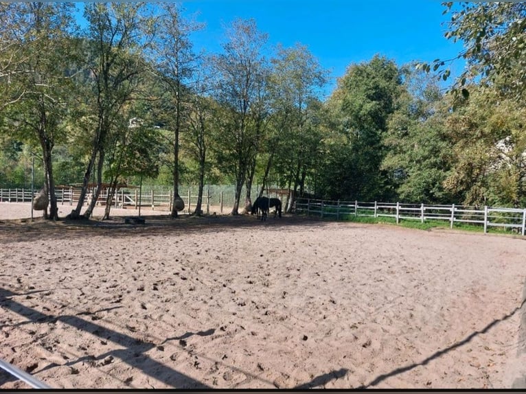 Prywatny stajenny posiada 3 wolne boksy, dostępne przez cały dzień z wybiegiem, odpowiednie dla koni