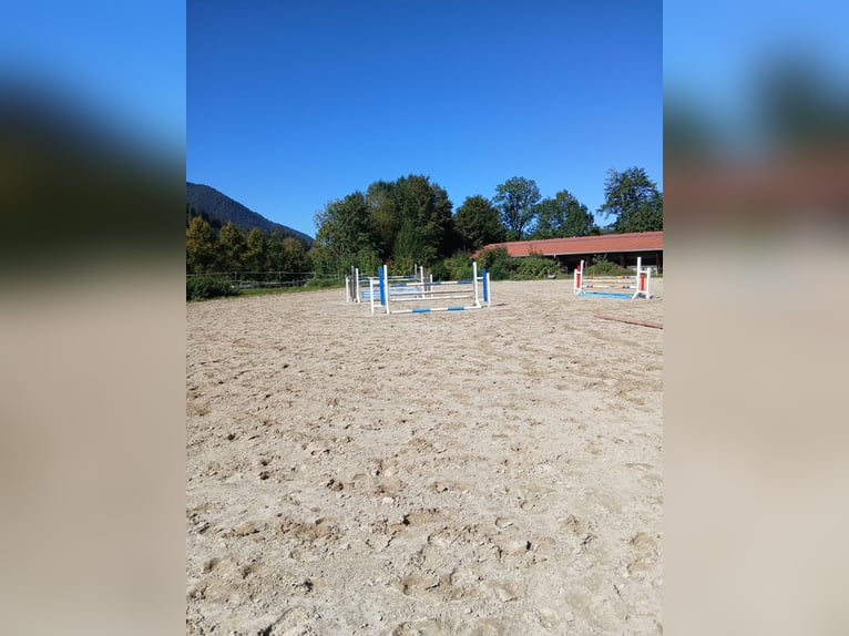Przestronne boksy na padoku oraz profesjonalna jazda szkoleniowa