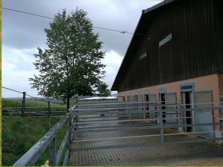 Stajnia Baltihof posiada wolne boksy.