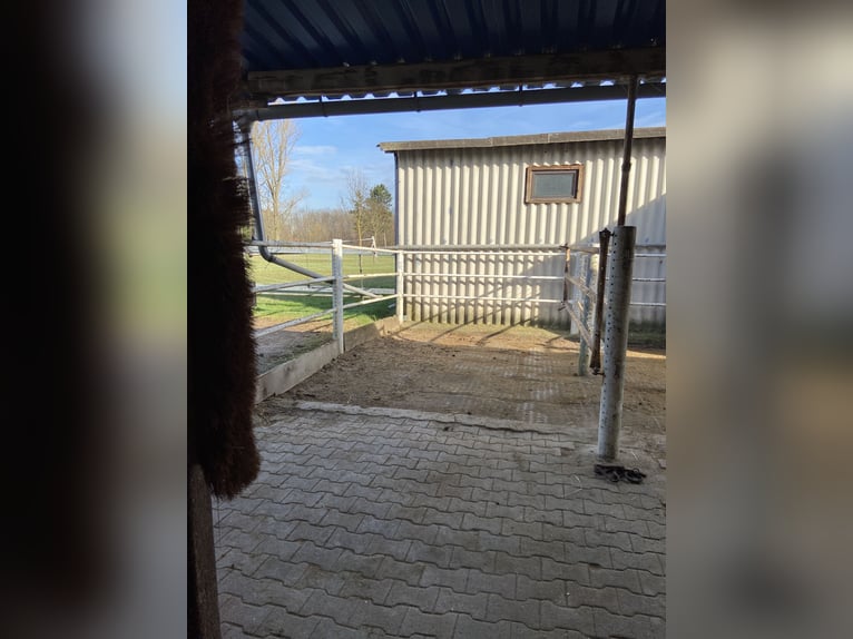 Stall frei, Paddock- Box frei auf familiären Hof, Vollpension