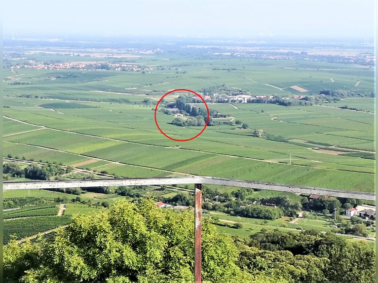 Świeże powietrze, spokojna lokalizacja, otwarta hala ujeżdżeniowa oraz doskonałe tereny do jazdy. Mi