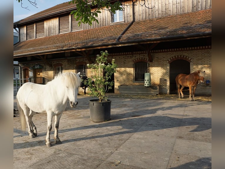 Wohnen mit Pferd zur Miete im PLZ-Gebiet 2xxxx gesucht!