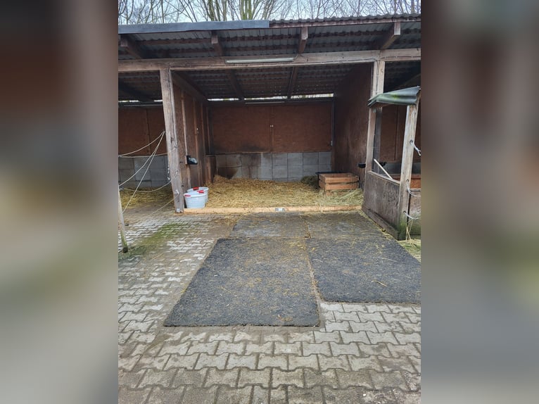 Wolna boksa paddockowa dla konia szkoleniowego