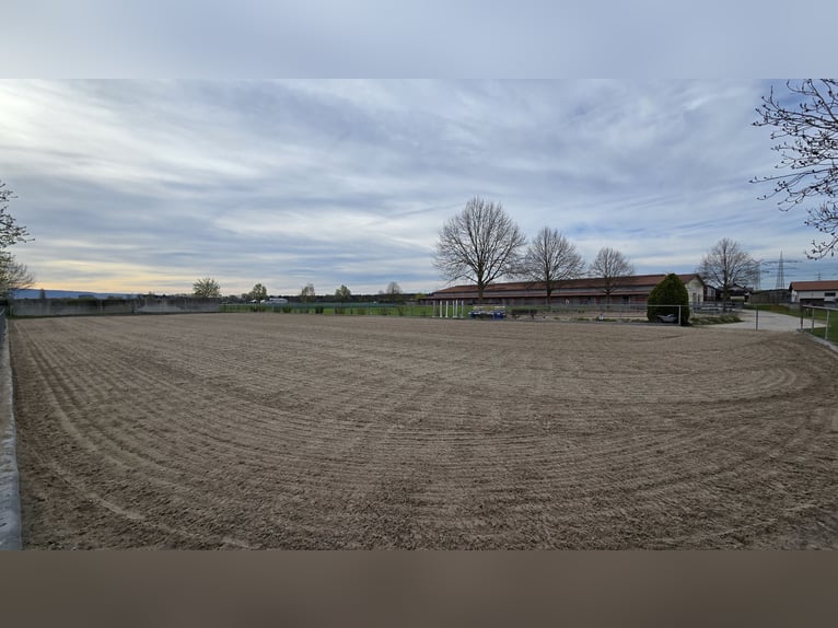 Wolne boksy na padok w Mannheim-Seckenheim do wynajęcia