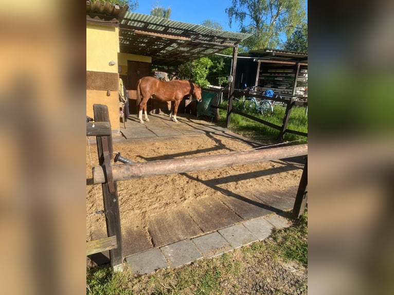 Wolne boksy paddockowe z pełną opieką