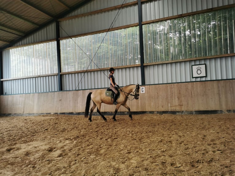 Vergünstigte Außen-/Paddock/Laufstall
