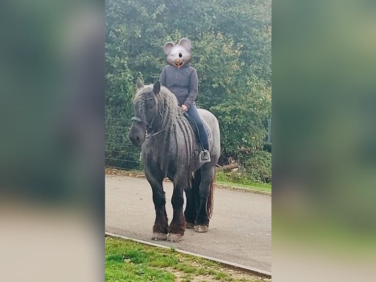 Olandese da Tiro Castrone 10 Anni 170 cm Leardo in Grabenstetten