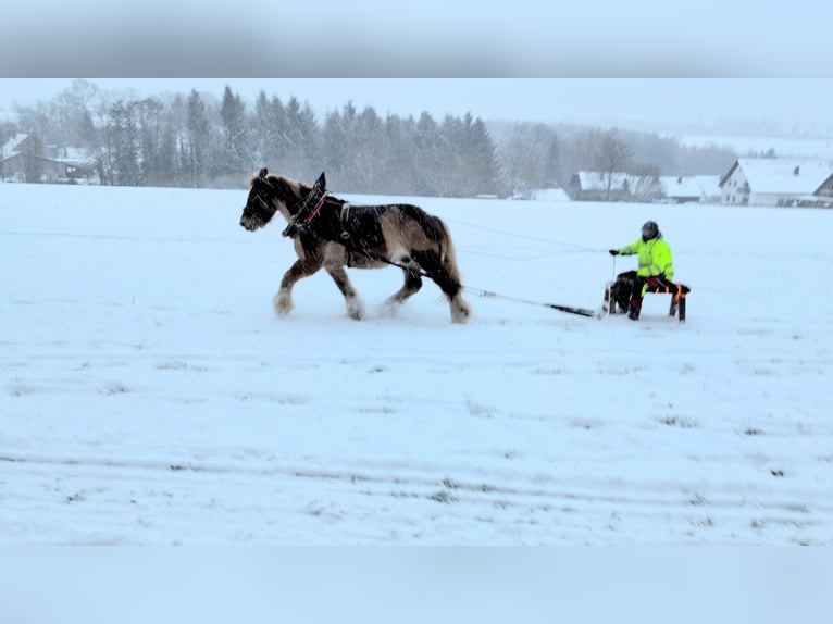 Olandese da Tiro Castrone 11 Anni 172 cm Sauro in Kirchen