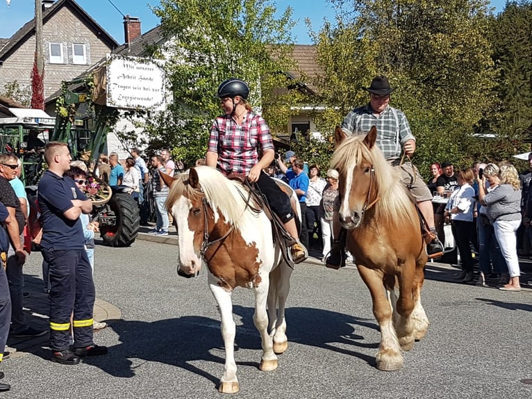 Olandese da Tiro Castrone 11 Anni 172 cm Sauro in Kirchen
