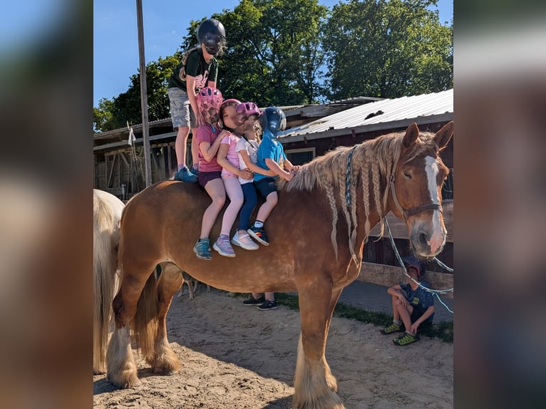 Olandese da Tiro Castrone 11 Anni 172 cm Sauro in Kirchen
