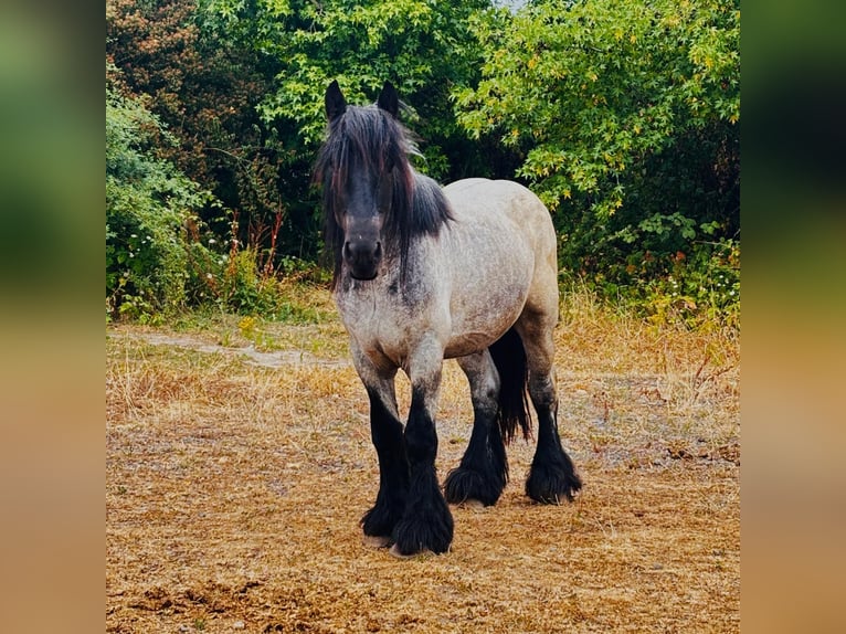 Olandese da Tiro Castrone 3 Anni 158 cm Grigio ferro in Niederzier