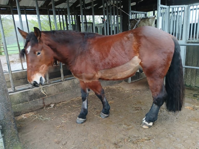 Olandese da Tiro Castrone 3 Anni Baio in Köhlen