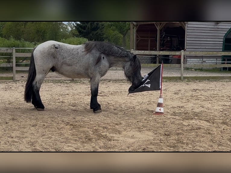 Olandese da Tiro Castrone 4 Anni 165 cm Leardo in Großefehn Ostgroßefehn