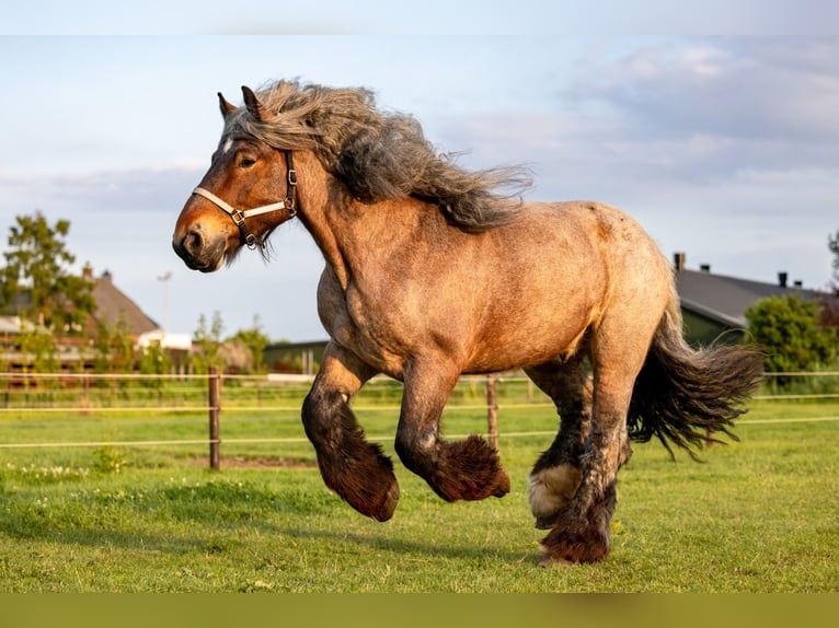 Olandese da Tiro Castrone 6 Anni 177 cm Roano rosso in Lienden