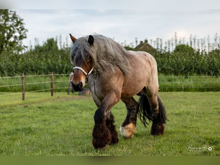 Olandese da Tiro Castrone 6 Anni 177 cm Roano rosso in Lienden