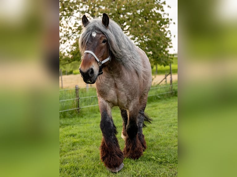 Olandese da Tiro Castrone 6 Anni 177 cm Roano rosso in Lienden