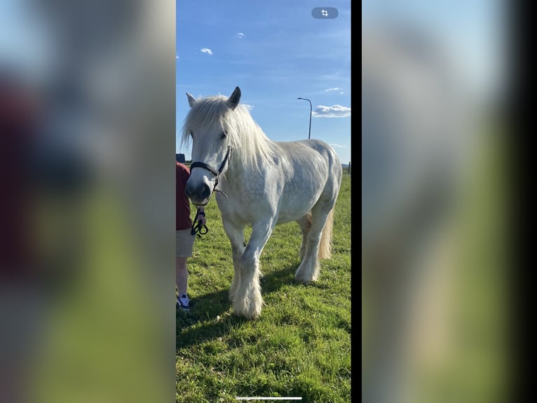 Olandese da Tiro Giumenta 10 Anni 174 cm Grigio in Bad Oeynhausen