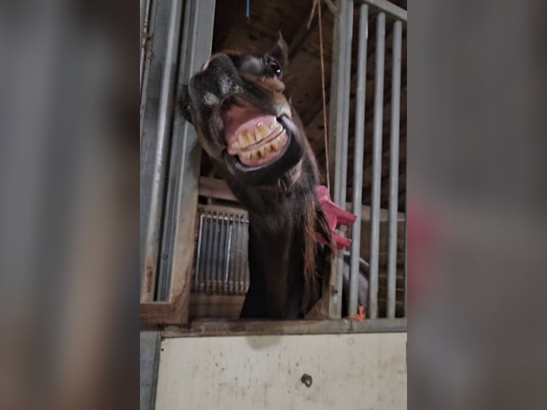 Olandese da Tiro Giumenta 4 Anni 152 cm Baio ciliegia in Fredericksburg