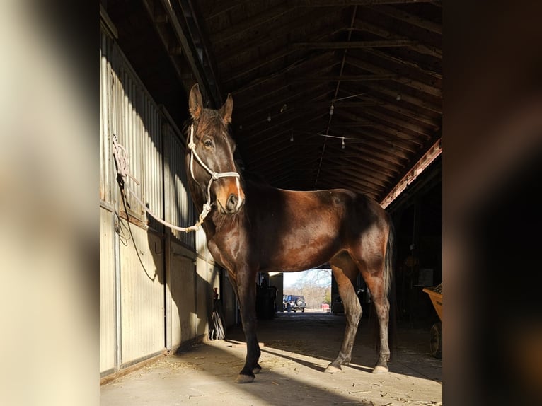 Olandese da Tiro Giumenta 4 Anni 152 cm Baio ciliegia in Fredericksburg