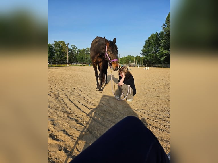 Olandese da Tiro Giumenta 4 Anni 152 cm Baio ciliegia in Fredericksburg