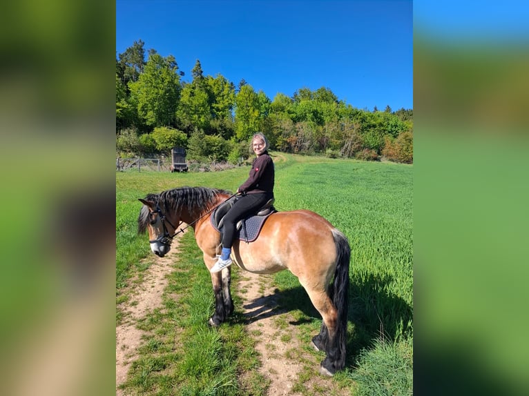 Olandese da Tiro Mix Giumenta 6 Anni 155 cm  in ParsbergParaberg