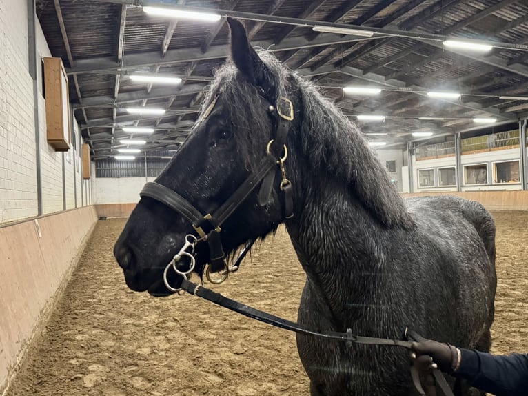 Olandese da Tiro Giumenta 6 Anni 165 cm Grigio ferro in Grevenbroich