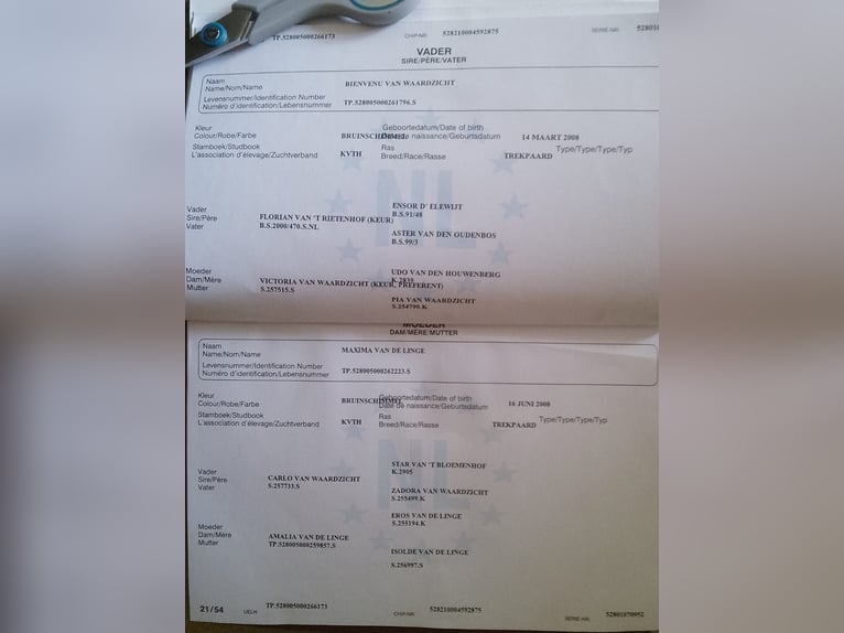 Olandese da Tiro Giumenta 7 Anni 165 cm Falbo baio in Wolfenbüttel-Groß stöckheim