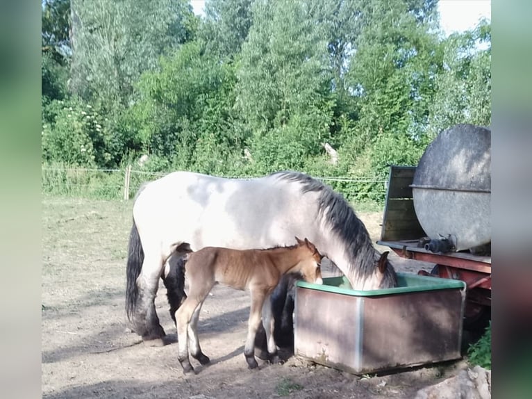 Olandese da Tiro Giumenta 7 Anni 165 cm Falbo baio in Wolfenbüttel-Groß stöckheim