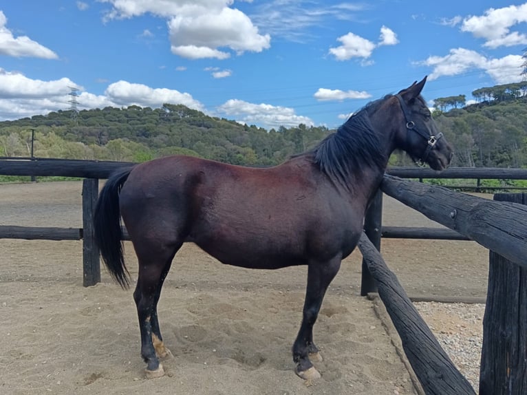 Olandese da Tiro Giumenta 9 Anni 166 cm Morello in Conreria, La (Sant Fost Campcentelles)